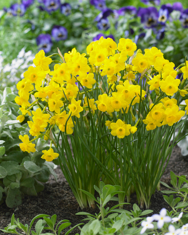 Narcissus 'More and More'