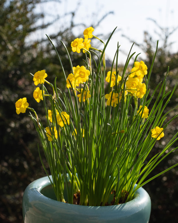 Narcissus 'More and More'