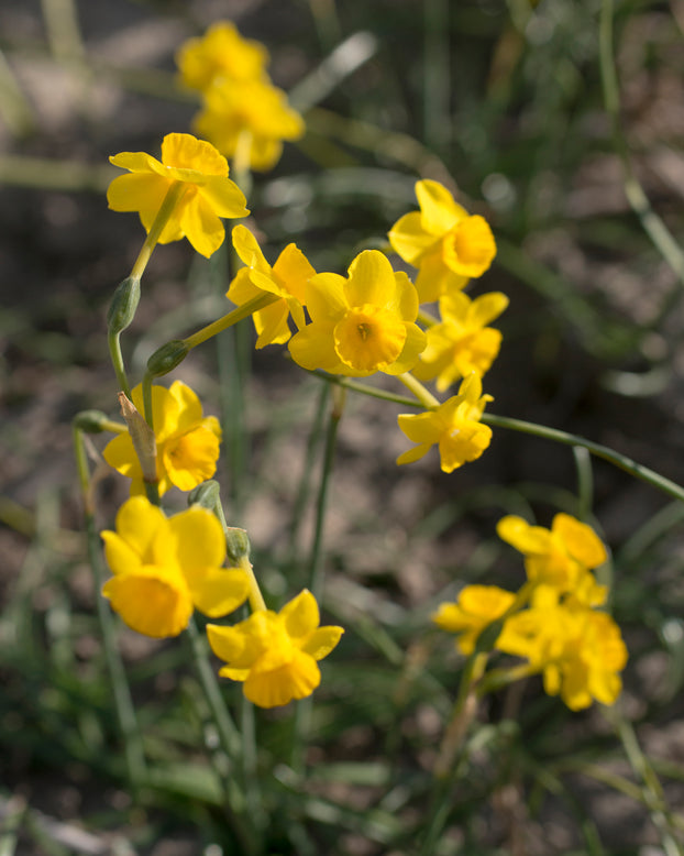 Narcissus 'More and More'