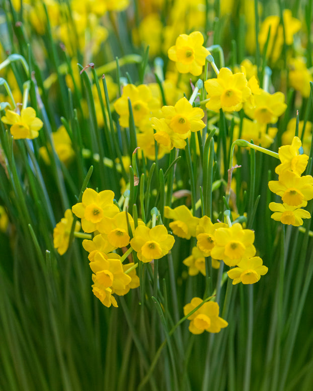 Narcissus 'More and More'