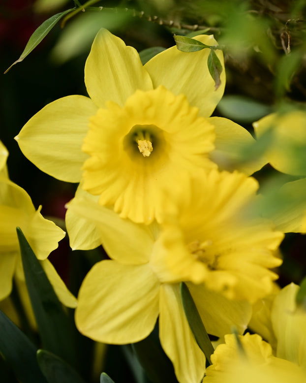 Narcissus obvallaris