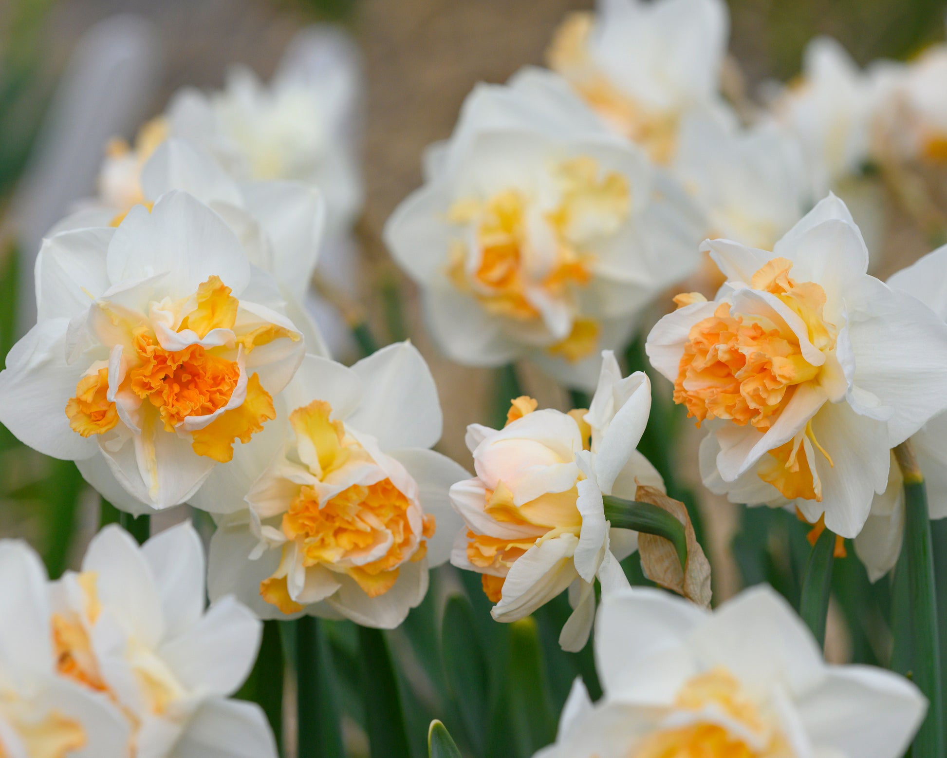 Narcissus 'Peach Prince' bulbs — Buy online at Farmer Gracy UK