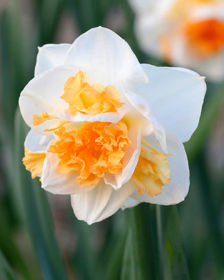 Narcissus 'Peach Prince'