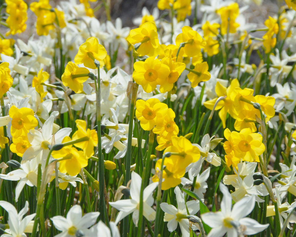 Narcissus 'Sailboat'