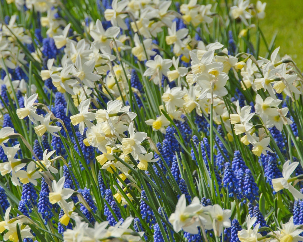 Narcissus 'Sailboat'