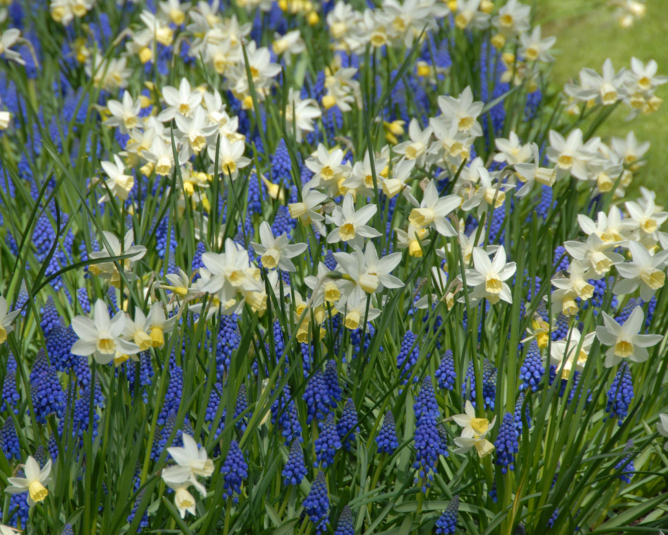 Narcissus 'Sailboat'