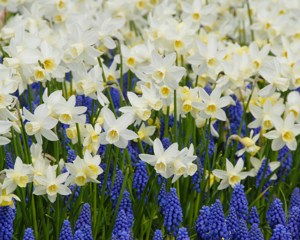 Narcissus 'Sailboat'