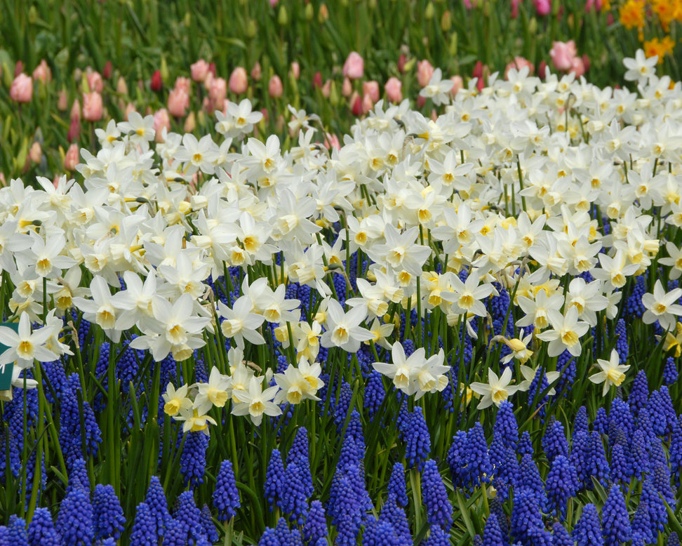 Narcissus 'Sailboat'