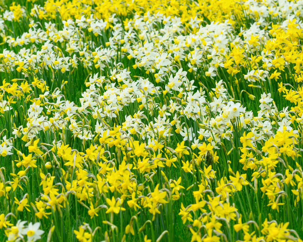 Narcissus 'Sailboat'