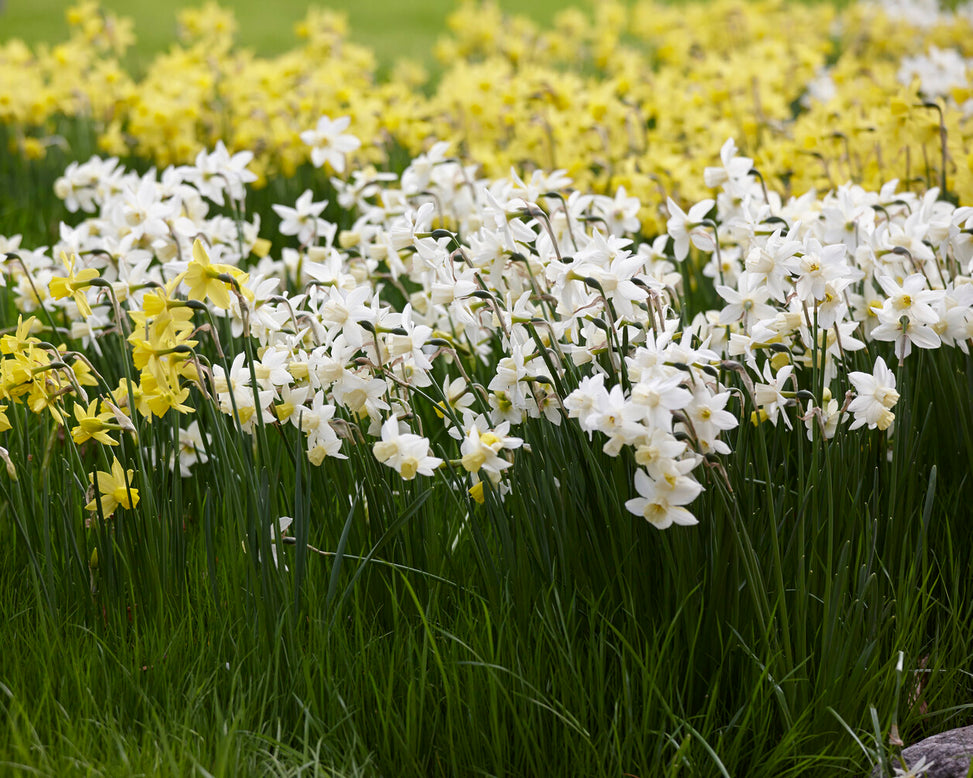 Narcissus 'Sailboat'