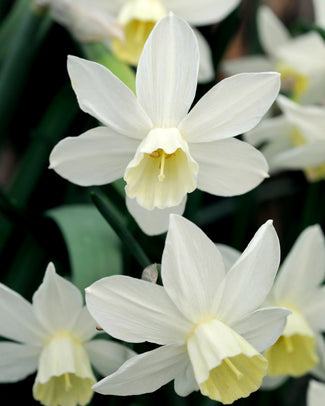 Narcissus 'Sailboat'