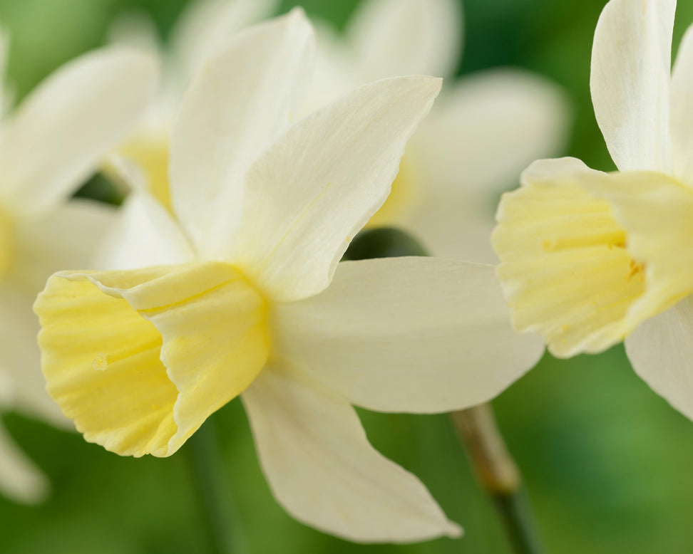 Narcissus 'Sailboat'