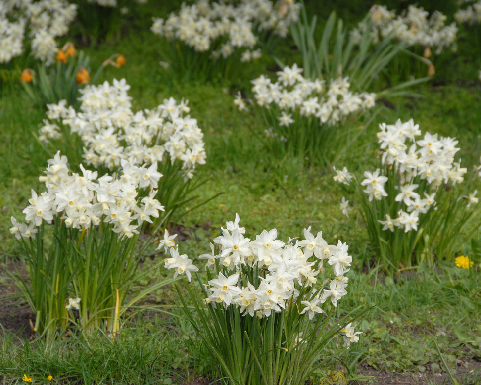 Narcissus 'Sailboat'