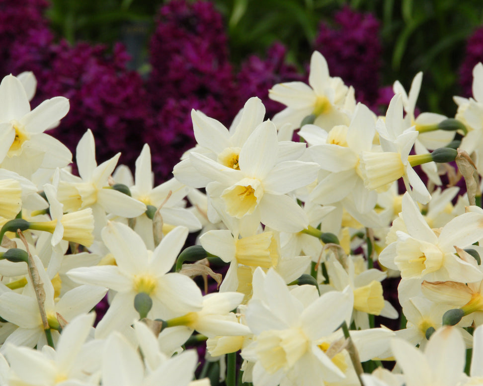 Narcissus 'Sailboat'