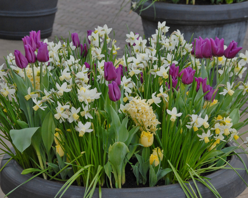 Narcissus 'Sailboat'