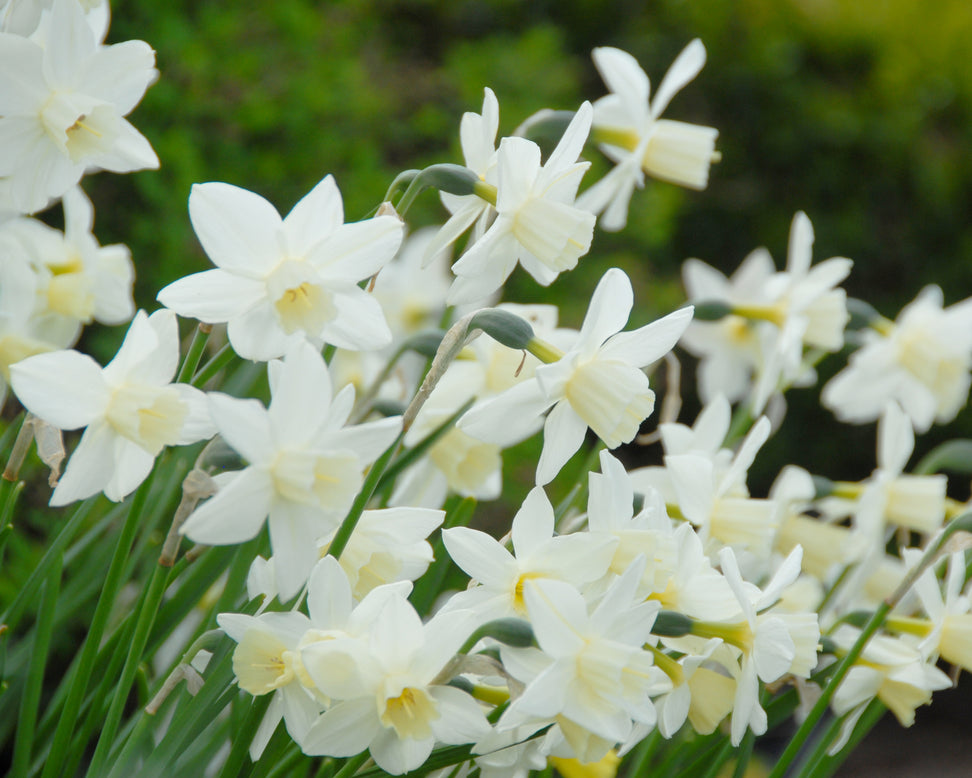 Narcissus 'Sailboat'