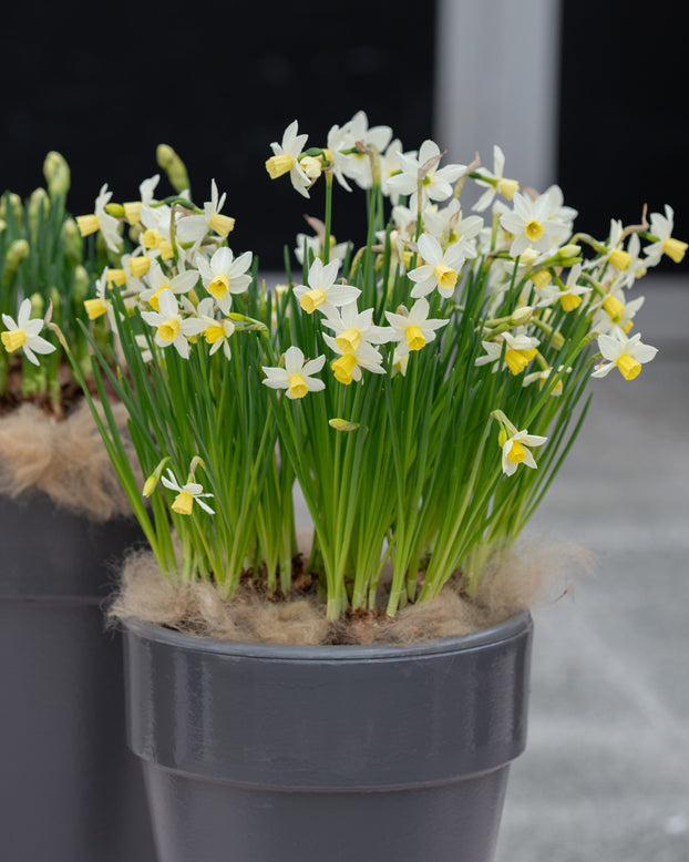 Narcissus 'Sailboat'