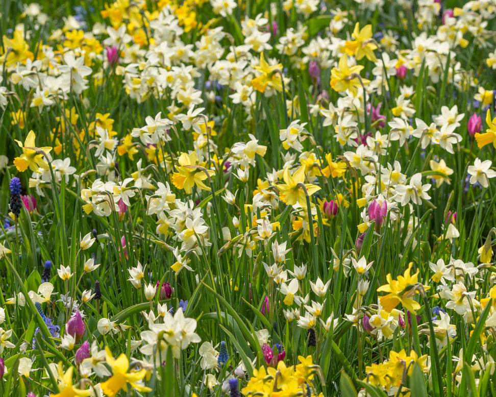 Narcissus 'Sailboat'