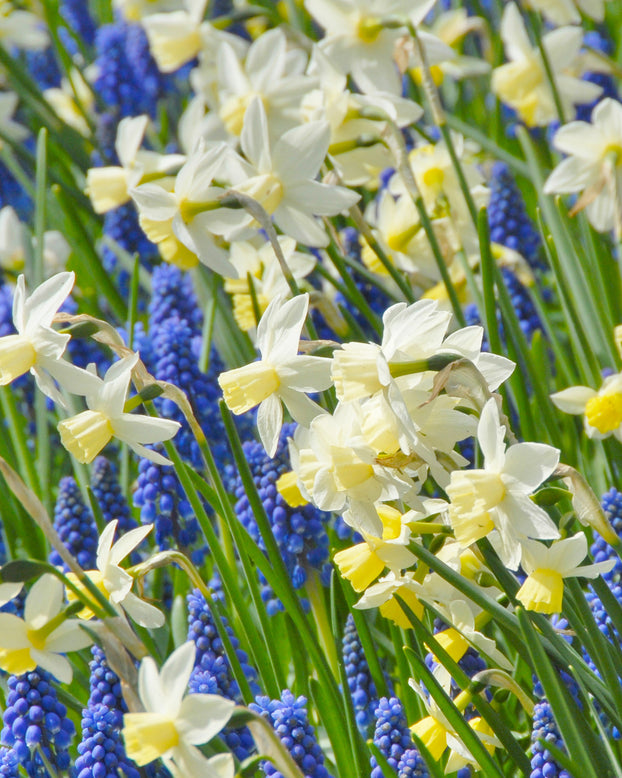 Narcissus 'Sailboat'