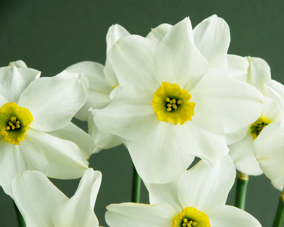 Narcissus 'Sinopel'