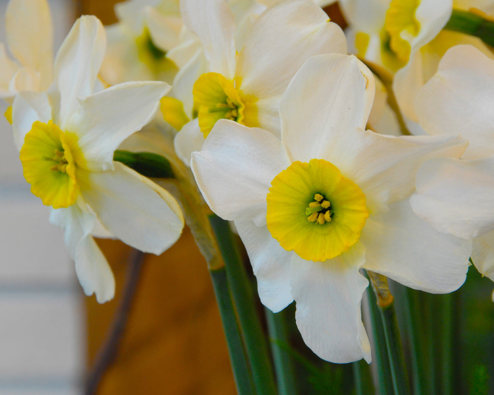 Narcissus 'Sinopel'