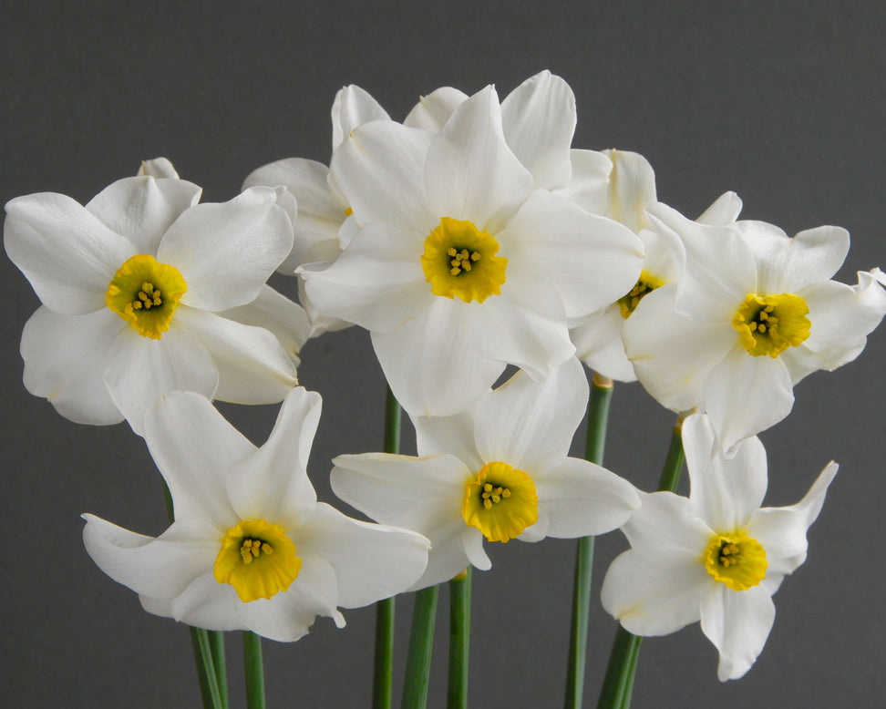 Narcissus 'Sinopel'