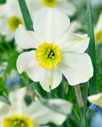 Narcissus 'Sinopel'