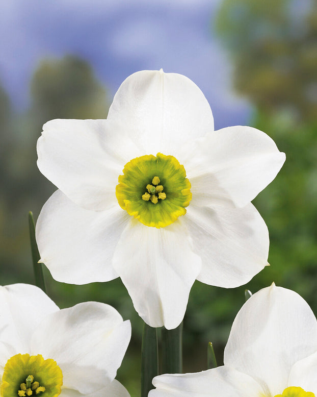 Narcissus 'Sinopel'