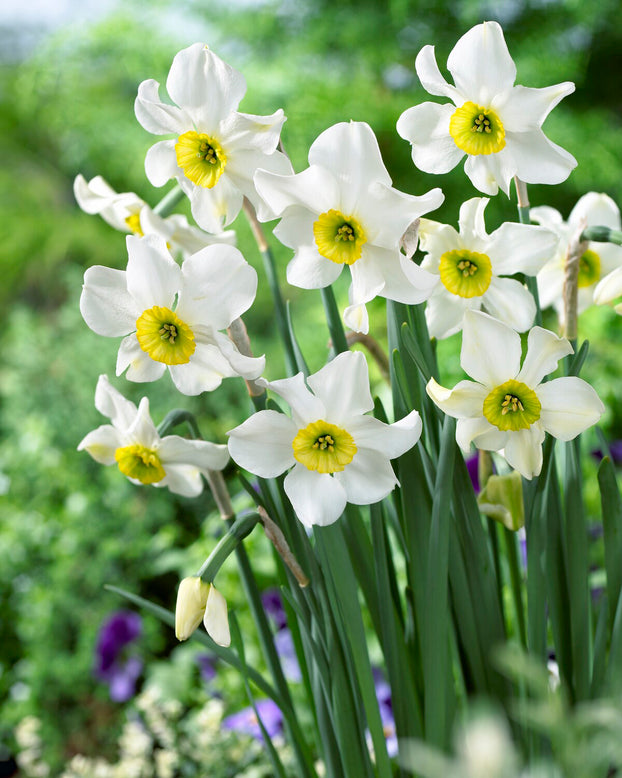 Narcissus 'Sinopel'