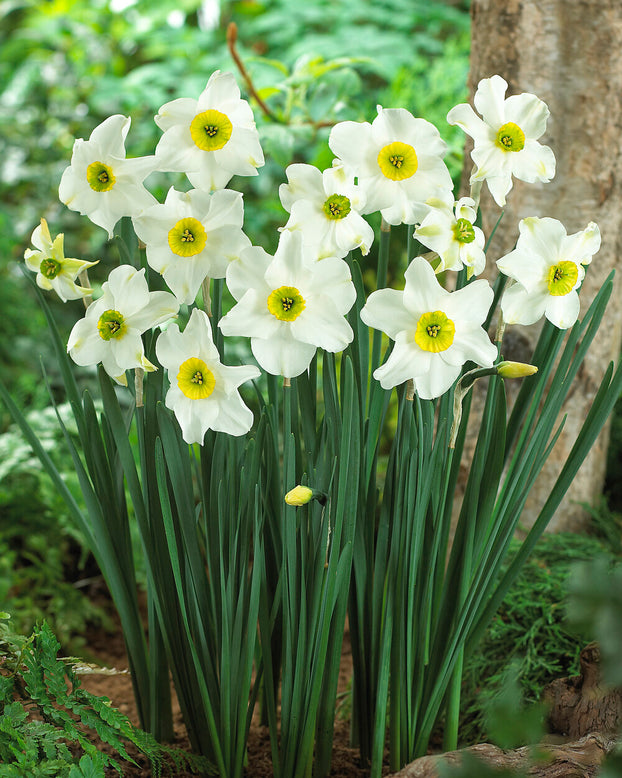 Narcissus 'Sinopel'