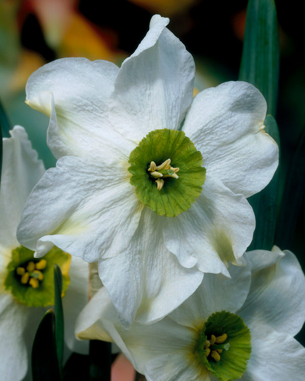 Narcissus 'Sinopel'