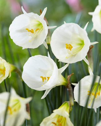 Narcissus 'White Petticoat'