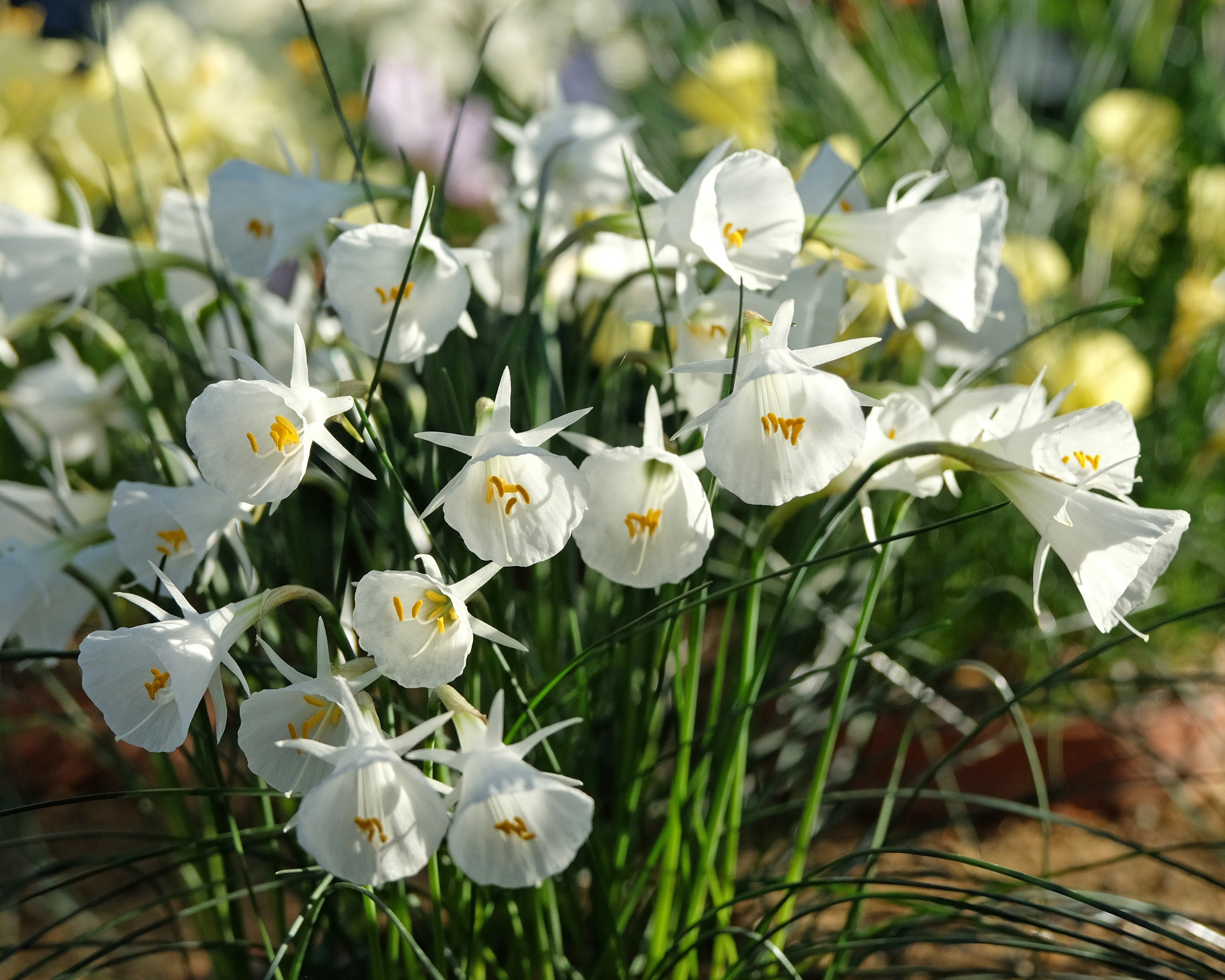 Narcissus bulbocodium 'White Petticoat' bulbs — Buy online at Farmer ...