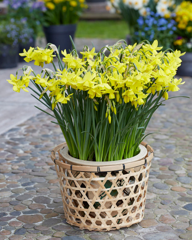 Narcissus 'Yellow Ocean'