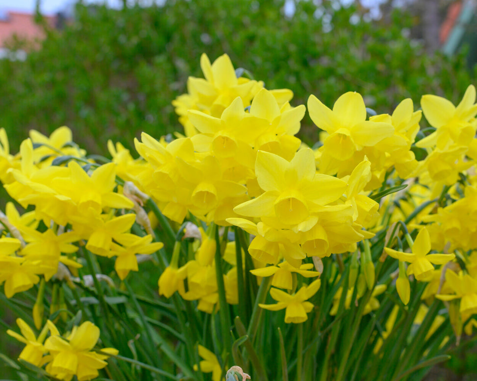 Narcissus 'Yellow Ocean'