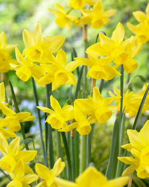 Narcissus 'Yellow Ocean'