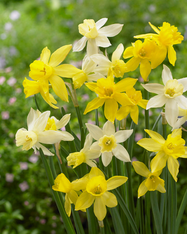 Narcissus 'Yellow Sailboat'