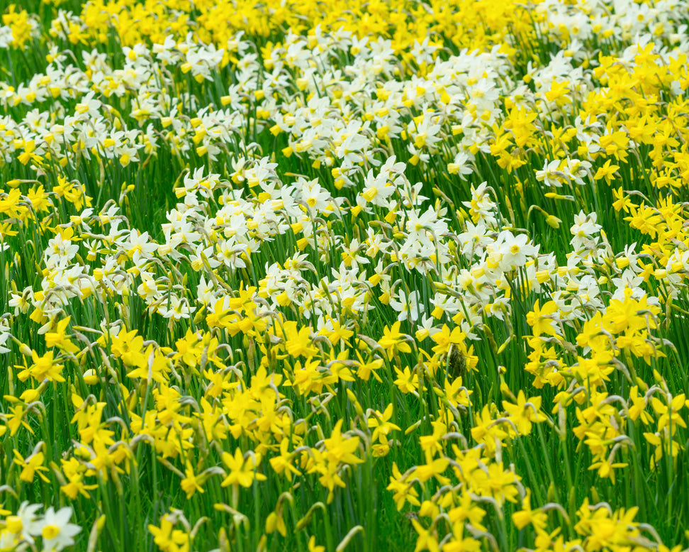 Narcissus 'Yellow Sailboat'