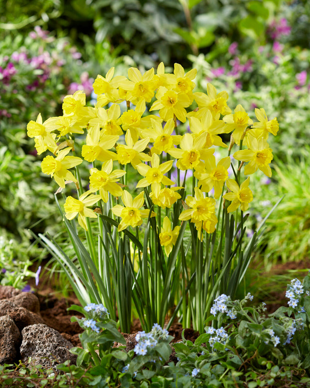 Narcissus 'Yellow Sailboat'