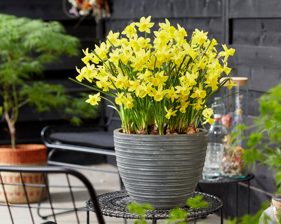 Narcissus 'Yellow Sailboat'