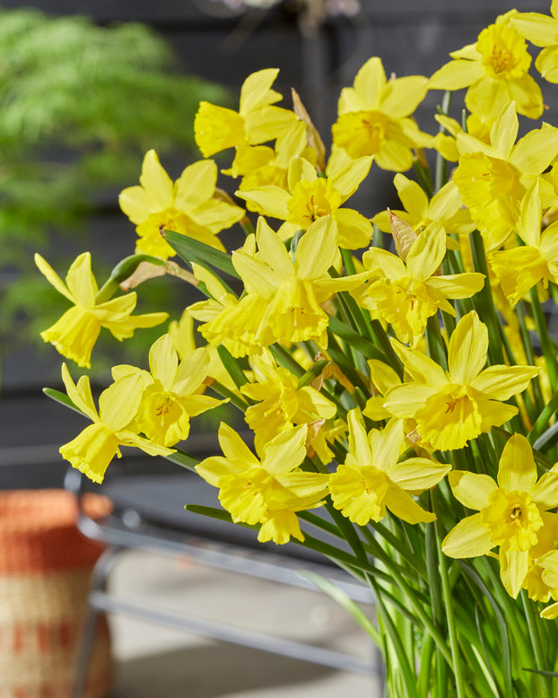 Narcissus 'Yellow Sailboat'