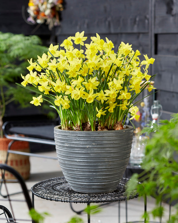 Narcissus 'Yellow Sailboat'