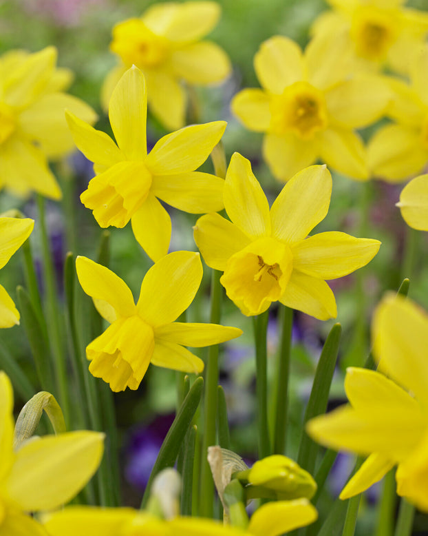 Narcissus 'Yellow Sailboat'