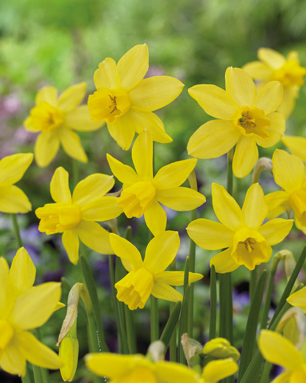 Narcissus 'Yellow Sailboat'