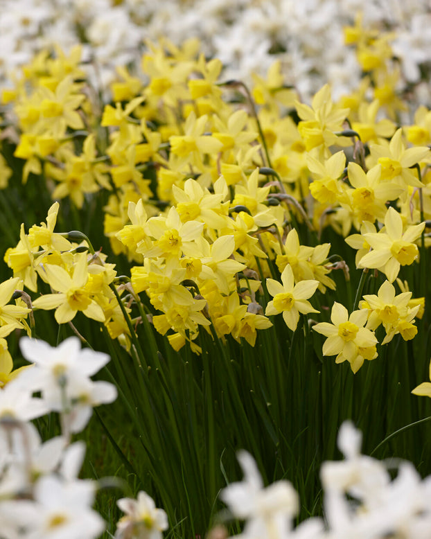 Narcissus 'Yellow Sailboat'