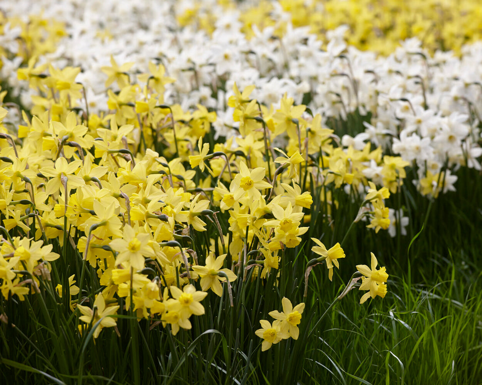 Narcissus 'Yellow Sailboat'