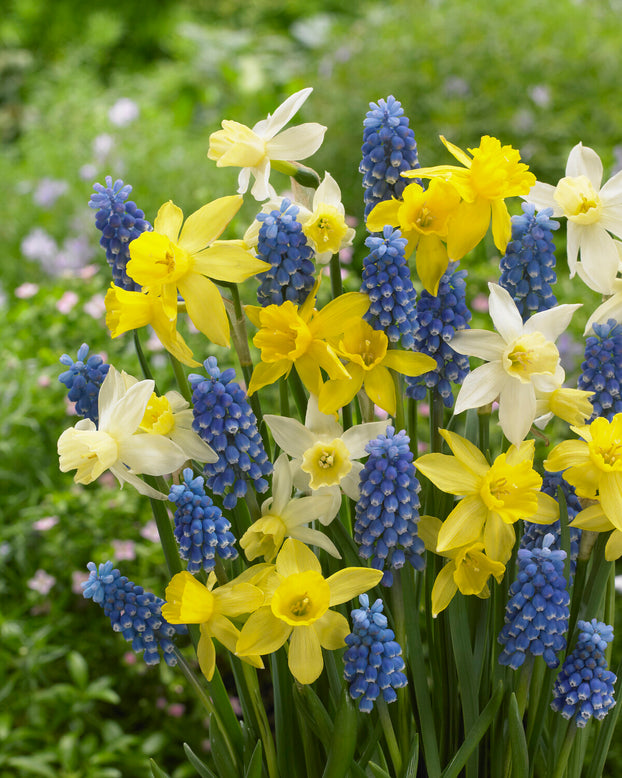 Narcissus 'Yellow Sailboat'