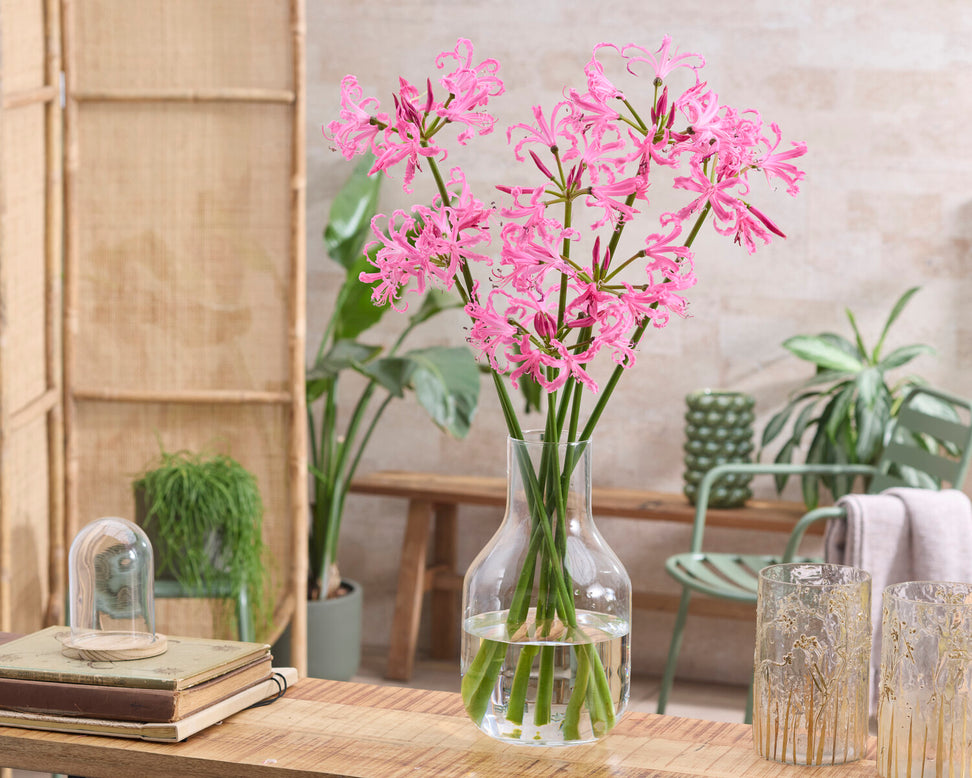 Nerine bowdenii