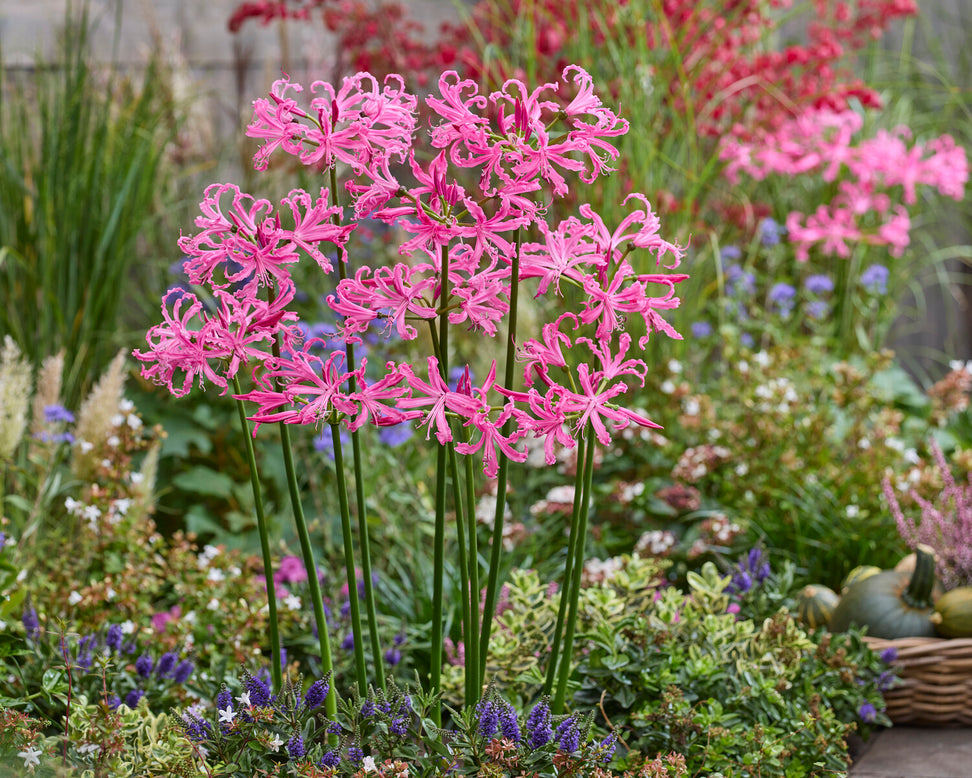 Nerine bowdenii