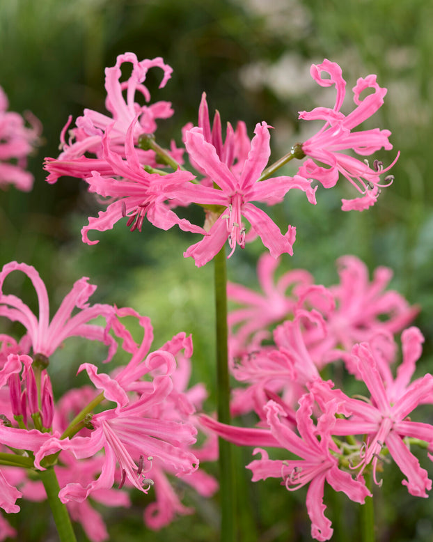 Nerine bowdenii